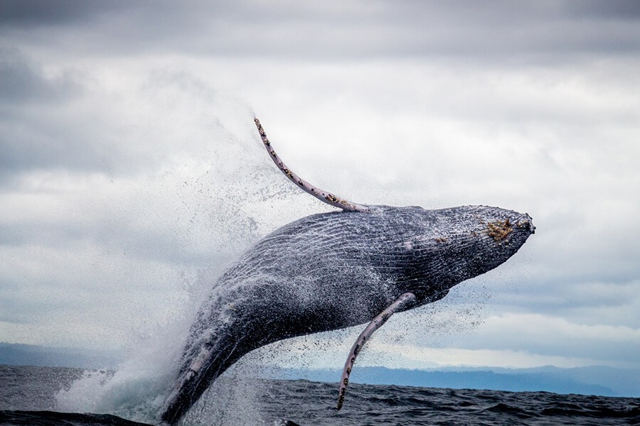 Hyannis Whale Watcher Cruises