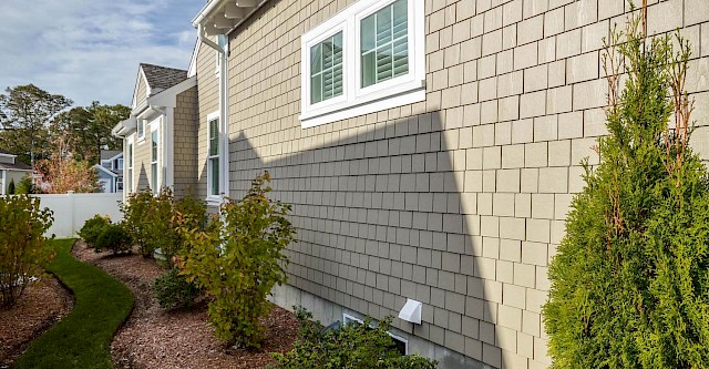 Elderberry side yard